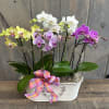 The Popular version of our &quot;Dances with Orchids&quot; has been upgraded for