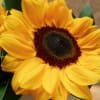 Mother&rsquo;s Day 2020 exclusive collection. A perfect bouquet of sunflowers just for