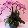 Truly a royal Orchid plant arrangement which holds it&#039;s stature and stunning