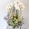 I unique design of Premium Orchid arrangement with sculpture design  preserve