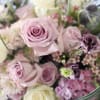 A romantic Lavender and Ivory fragrant garden rose with seasonal bloom with