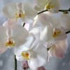 This limited mother&#039;s day artful Orchid arrangement featuring large white Phalaenopsis orchids