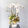 This artful arrangement featuring large white Phalaenopsis orchids blooming and complemented with