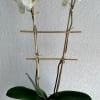 A beautiful double white orchid planted in a wooden box dressed with