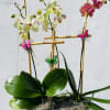 A colorful orchid garden planted in a rectangular wooden box dressed with