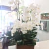 Elegant and meaningful mix of white orchids, different sizes in a recycled