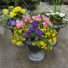 Small gray urn filled with beautiful Sun seasonal annuals that will last