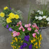 Small gray urn filled with beautiful Sun seasonal annuals that will last