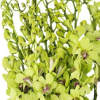 A sophisticated bouquet featuring fifty (50) graceful dendrobium stems, arranged to perfection