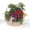 Dish Garden Basket in wicker basket