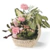 Dish Garden Basket with peach carnation fresh cuts