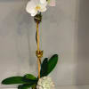 we carry many different types of orchids.  single stem, double, and
