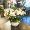 we carry many different types of orchids.  single stem, double, and