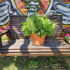 Locally grown herbs and blooming plants replanted in organic soil. These herbs