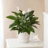 Our lush lily lives up to its name, with exuberant green leaves