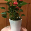 This beautiful flowering Anthurium Plant comes in a heavy ceramic pot shaped