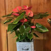 This beautiful flowering Anthurium Plant comes in a heavy ceramic pot shaped
