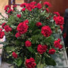 This classic half-couch spray of brilliant red carnations makes a striking and