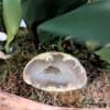 This custom designed &amp; one of a kind,  exquisite orchid dish