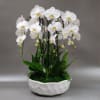 Elegant arrangement with 6 white cascading orchid stems, ZZ plant, natural accents