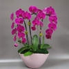 Large, tall, colorful orchid arrangement with 3 cascading stems full of colorful