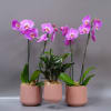 A trio bundle which includes two phalaenopsis orchid arrangements and one dark