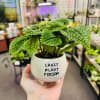 Indoor plants