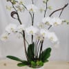 Classic white orchid plants in white ceramic planter. Sure to impress your