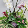 Let us create an amazing display of live orchid plants, green plants
