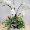 Let us create an amazing display of live orchid plants, green plants