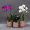 This trio comes with two grade-A cascading phalaenopsis orchids and a zz