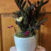 Wonderful tropical plant with upright growth. Comes in a rustic pot. (