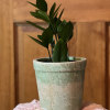 Wonderful tropical plant with upright growth. Comes in a rustic pot. (