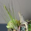This mini succulent planter features a variety of succulents.
The airplant and unique