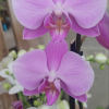 Orchids bloom in grace, 
Petals whisper secrets soft, 
Elegance unfurls in a