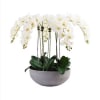 Amazing set of beautiful phaleanopsis orchids 