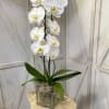White premium orchid plant. Beautiful gift for anyone!