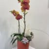 Modern Terra Cotta Orchid arrangement with succulents arranged in a beautiful ceramic.