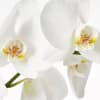 An all white double stem white orchid elegantly potted in a ceramic