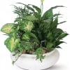 A collection of green plants in a Ceramic or basket container 