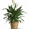 The peace lily is a hardy plant that is perfect way to