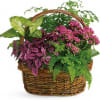 DESCRIPTION
SIZES
Imagine walking into a secret fern grotto. This lush garden arrangement features