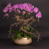Elegant and modern orchid arrangement with natural ivy and moss consisting of