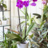 Magenta Phalaenopsis Orchid plant in ceramic pot. 