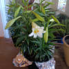Comes in 3 sizes - one blooming plant ( three to for