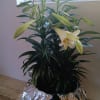 Comes in 3 sizes - one blooming plant ( three to for