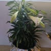 Comes in 3 sizes - one blooming plant ( three to for