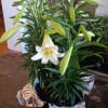 Comes in 3 sizes - one blooming plant ( three to for