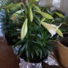 Comes in 3 sizes - one blooming plant ( three to for