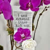 Three premium orchids in a white vase with assorted plants and moss.